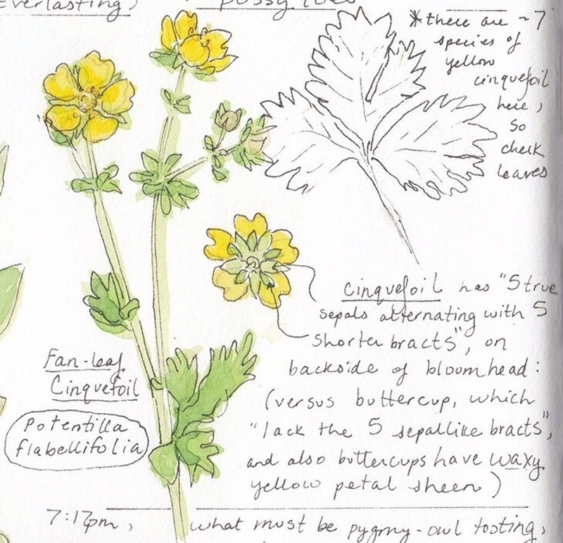 High Mountain Cinquefoil photo 4