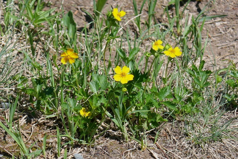 High Mountain Cinquefoil photo 5