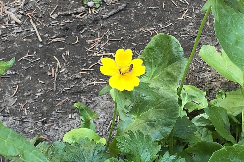 High Mountain Cinquefoil photo 6