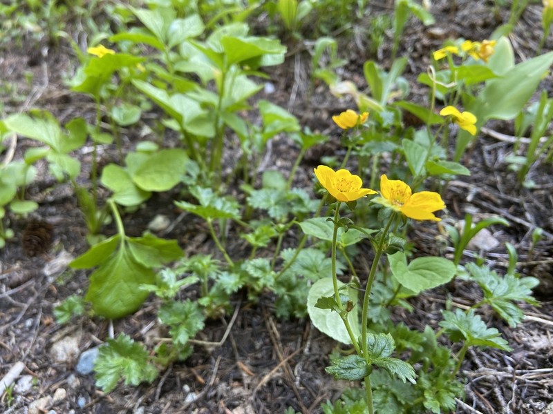 High Mountain Cinquefoil photo 7