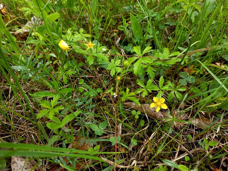 Potentilla flagellaris photo 2