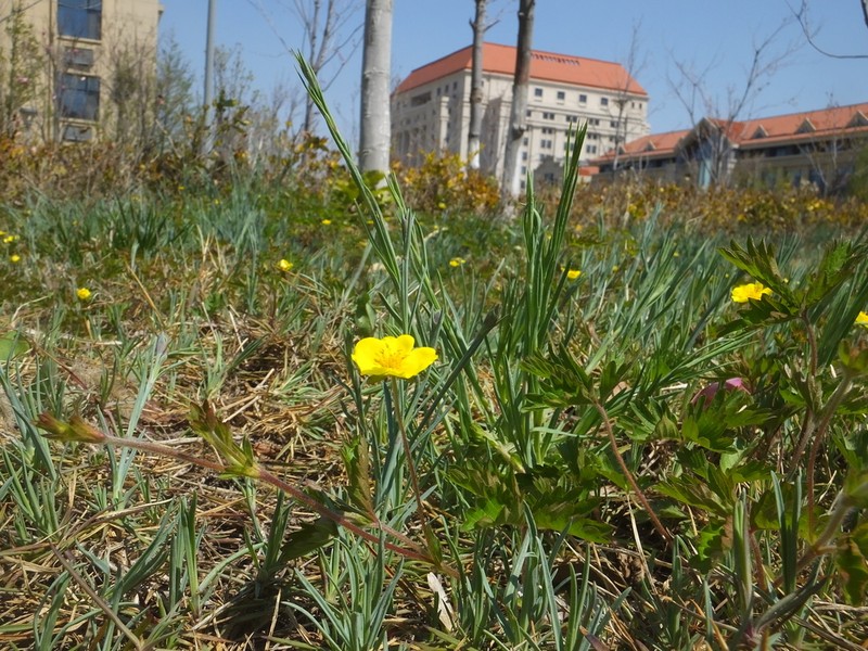 Potentilla flagellaris photo 3
