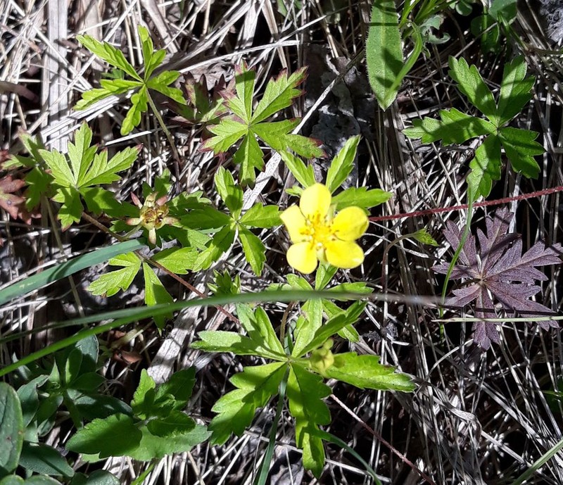 Potentilla flagellaris photo 4