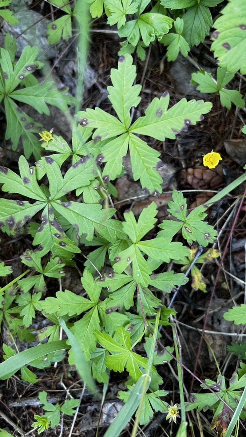 Potentilla flagellaris photo 5