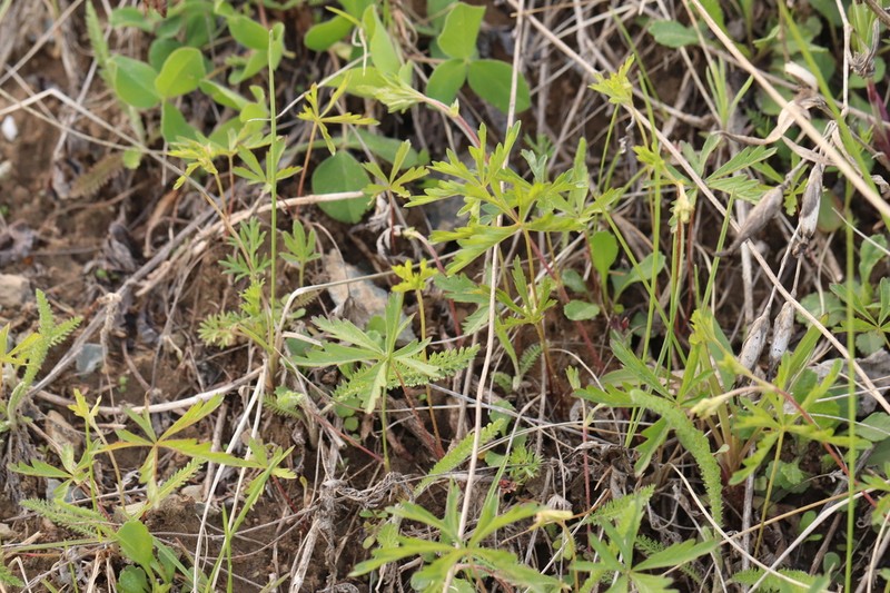 Potentilla flagellaris photo 6