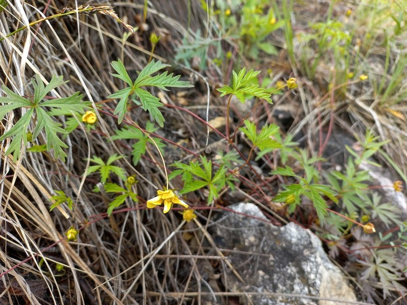Potentilla flagellaris photo 7