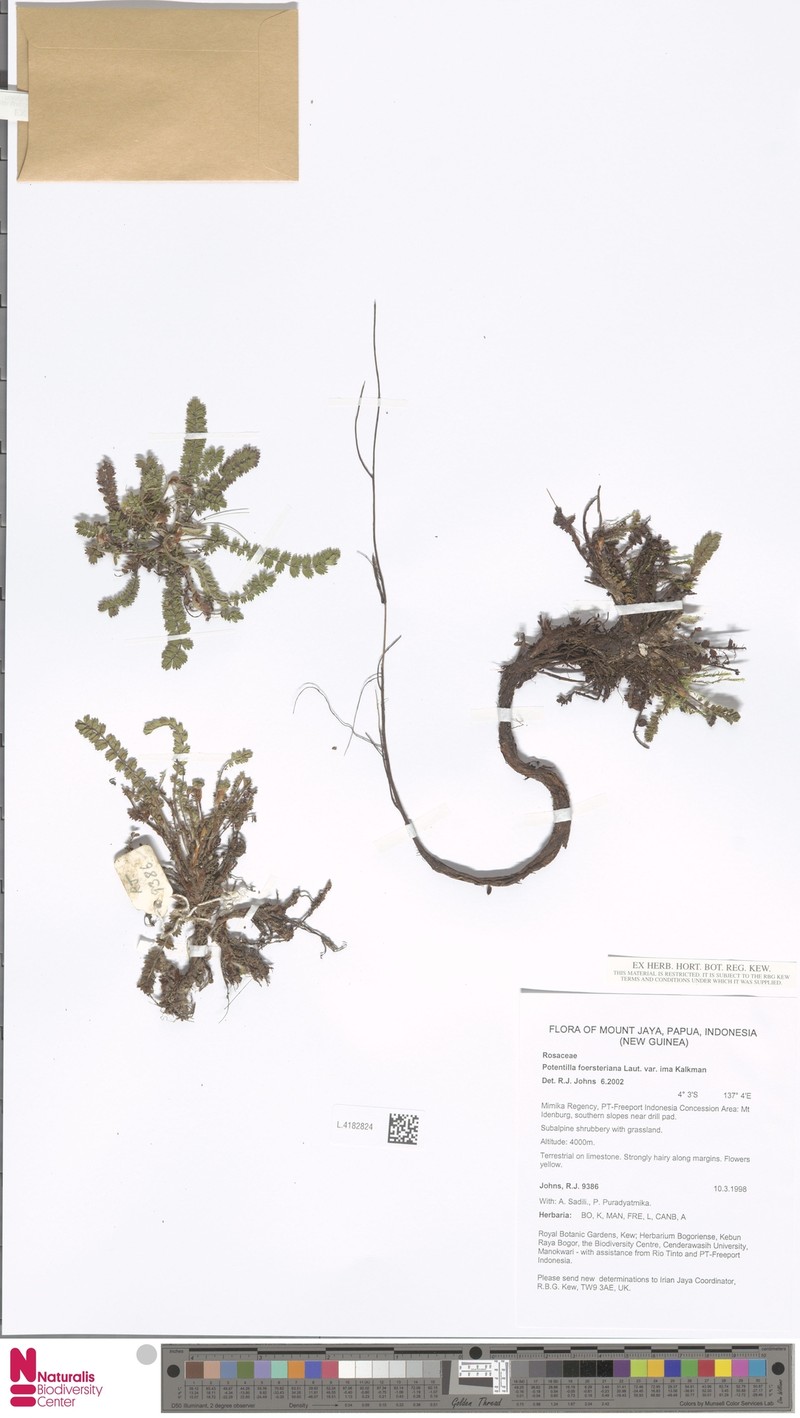 Potentilla foersteriana var. ima