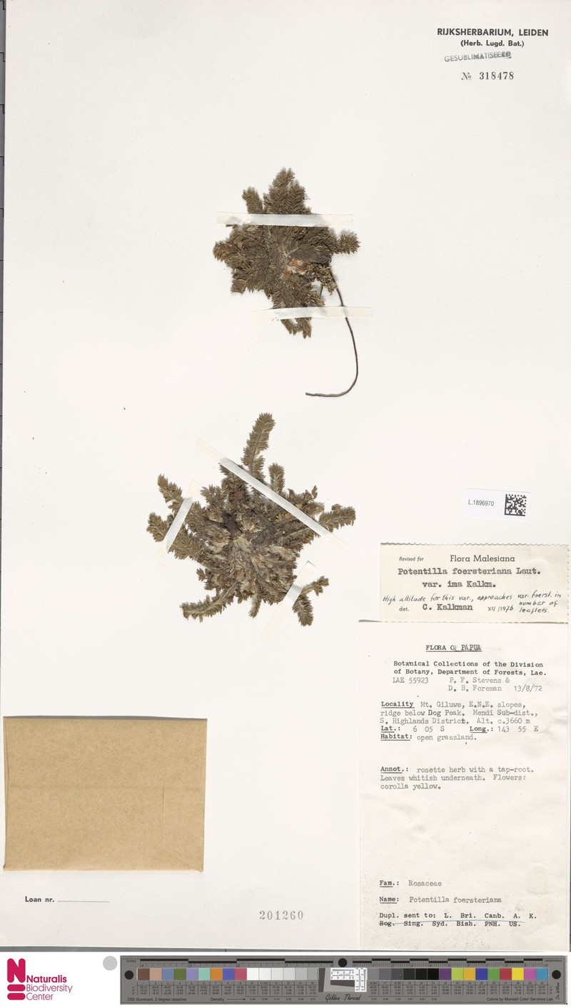 Potentilla foersteriana var. ima photo 2