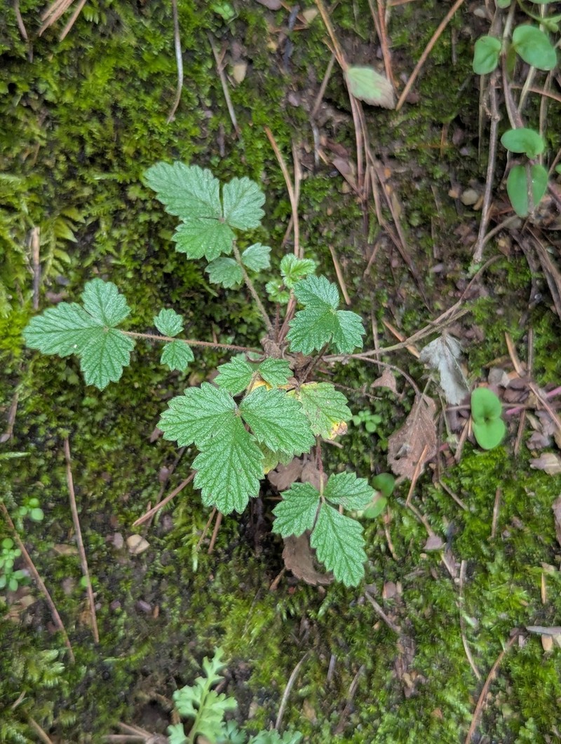 Potentilla fragarioides photo 2