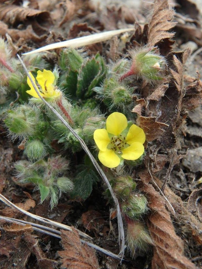 Potentilla fragarioides photo 3