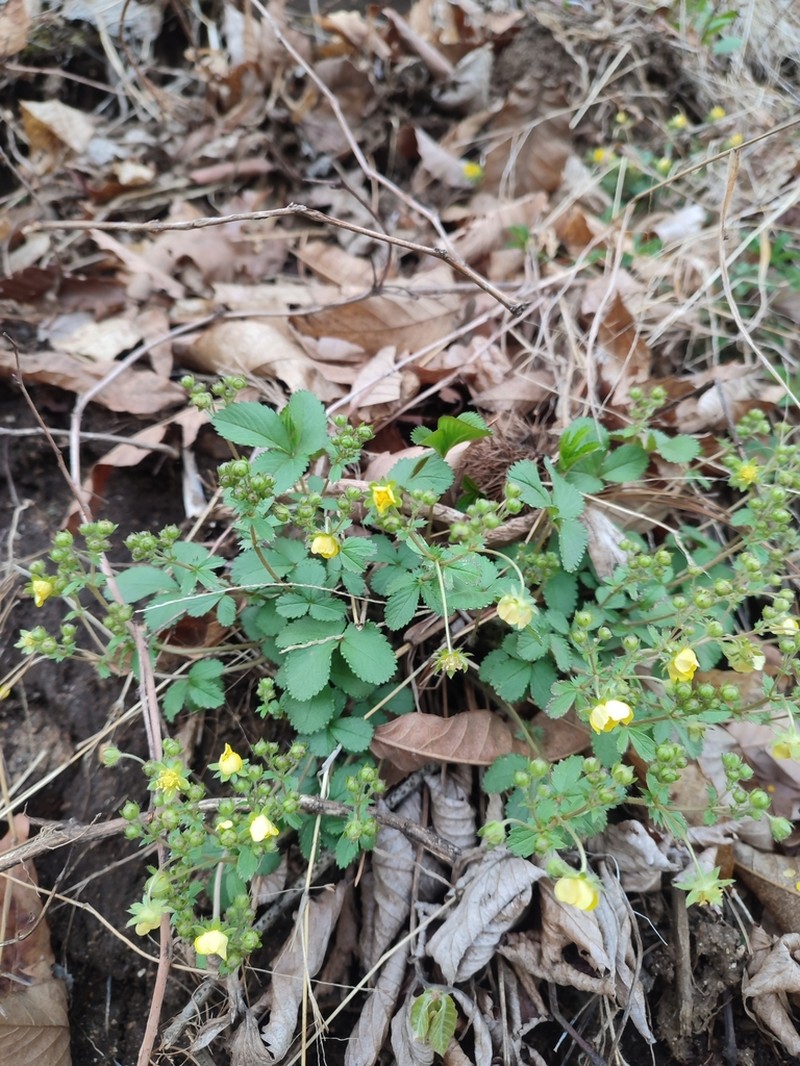 Potentilla fragarioides photo 4