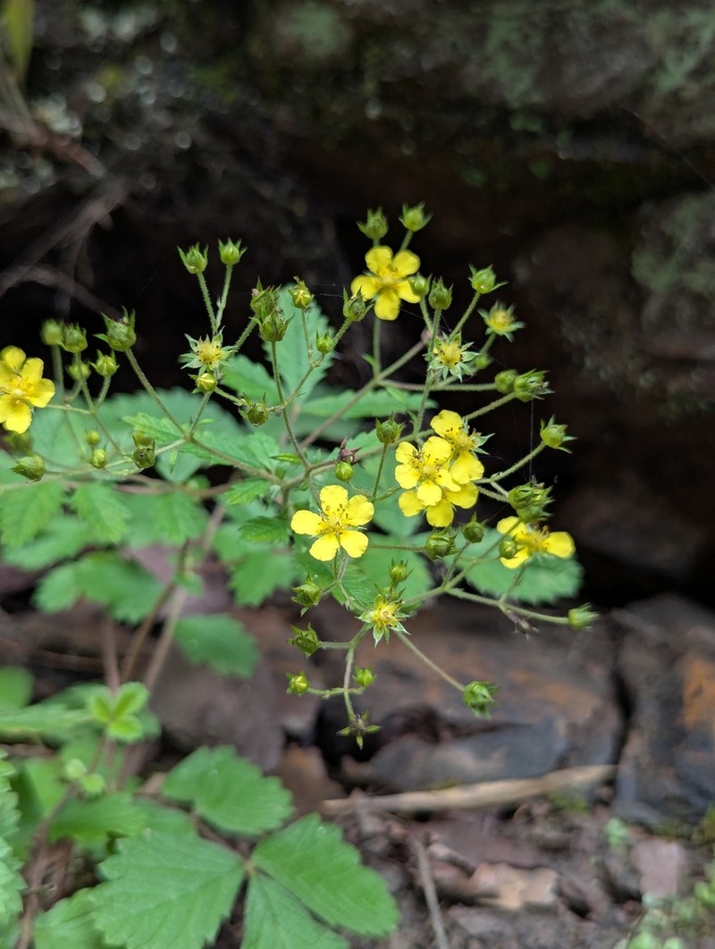Potentilla fragarioides photo 5