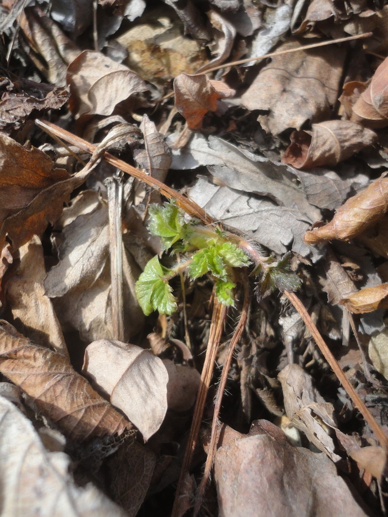 Potentilla fragarioides photo 6