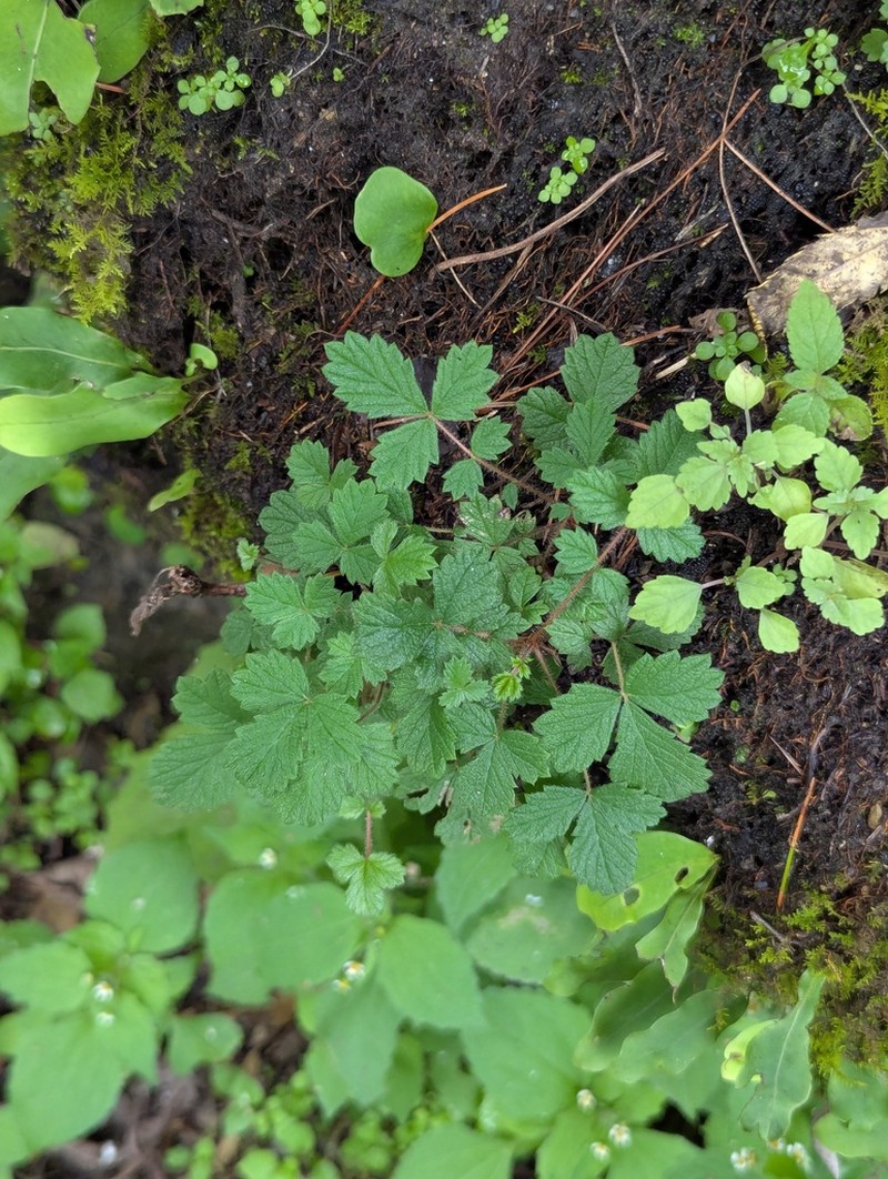 Potentilla fragarioides photo 7