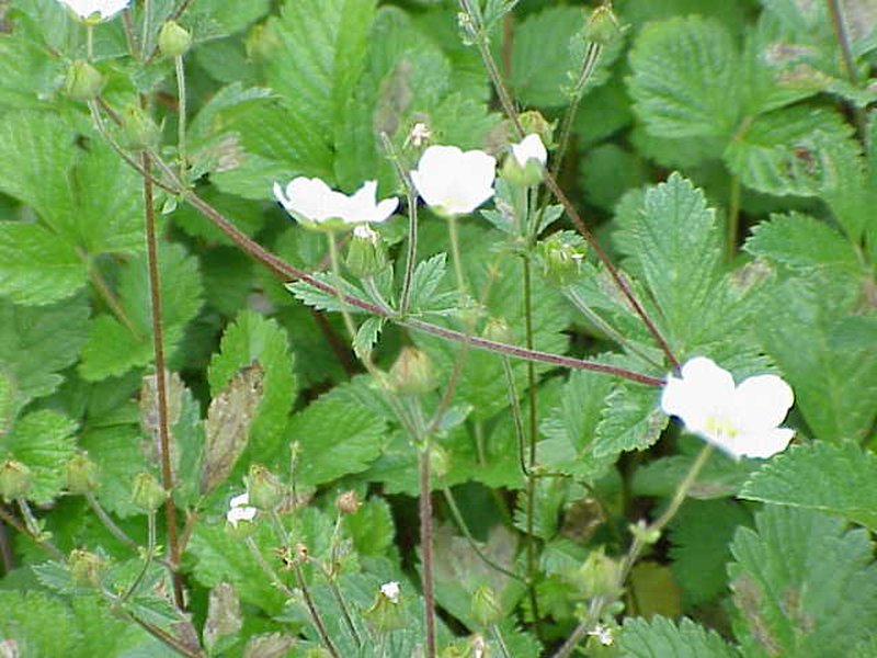 Strawberry Cinquefoil