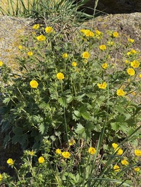Strawberry Cinquefoil