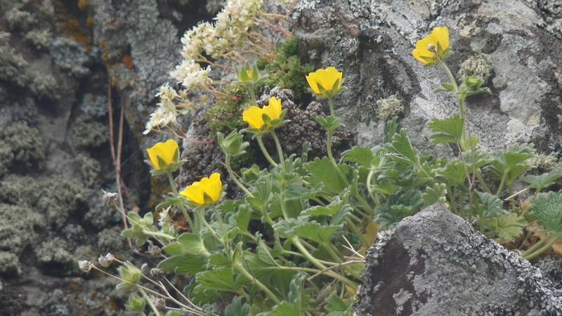 Strawberry Cinquefoil photo 2