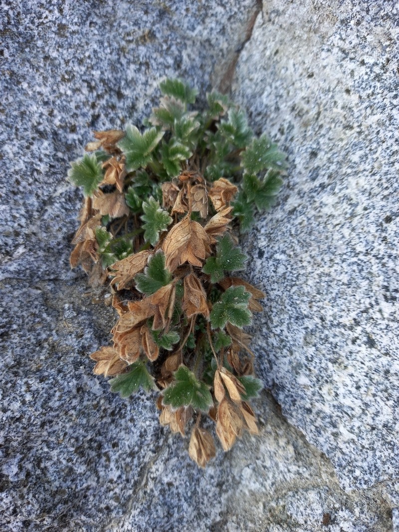 Strawberry Cinquefoil photo 3