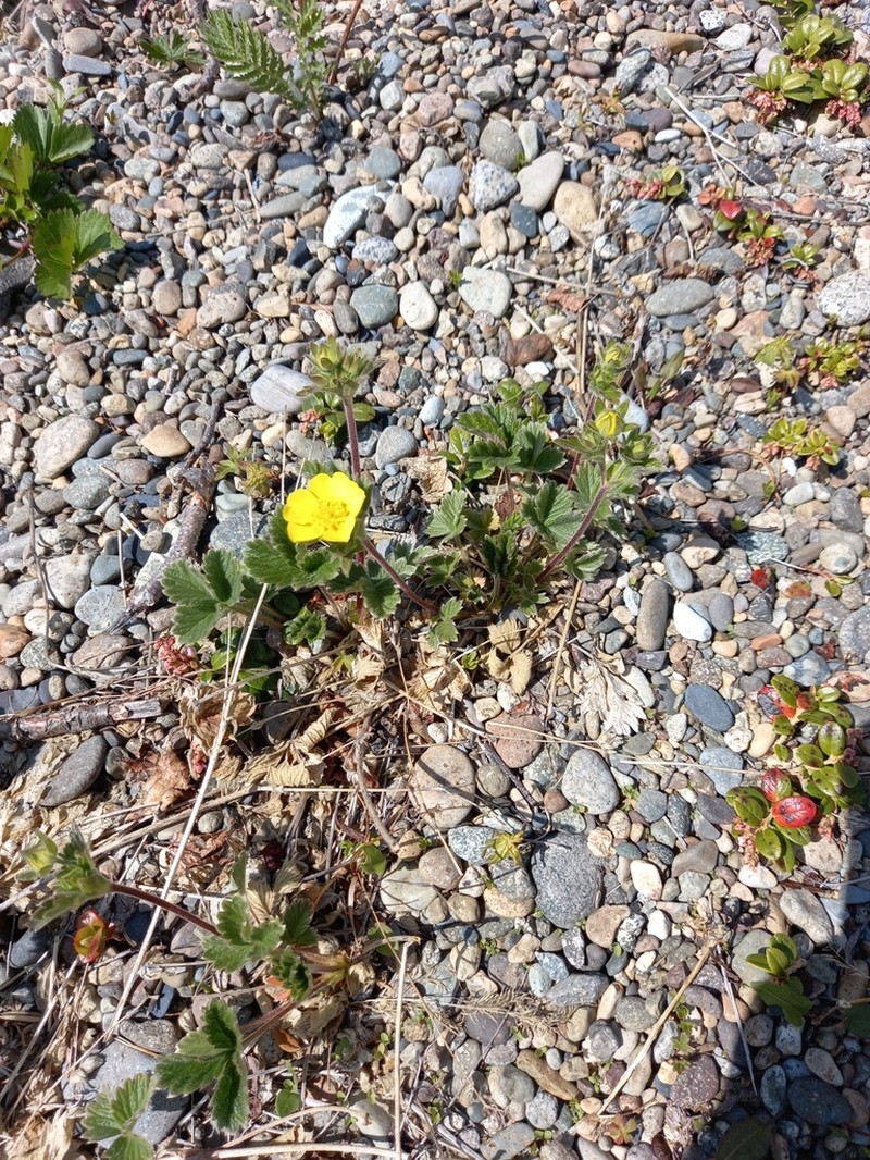 Strawberry Cinquefoil photo 4