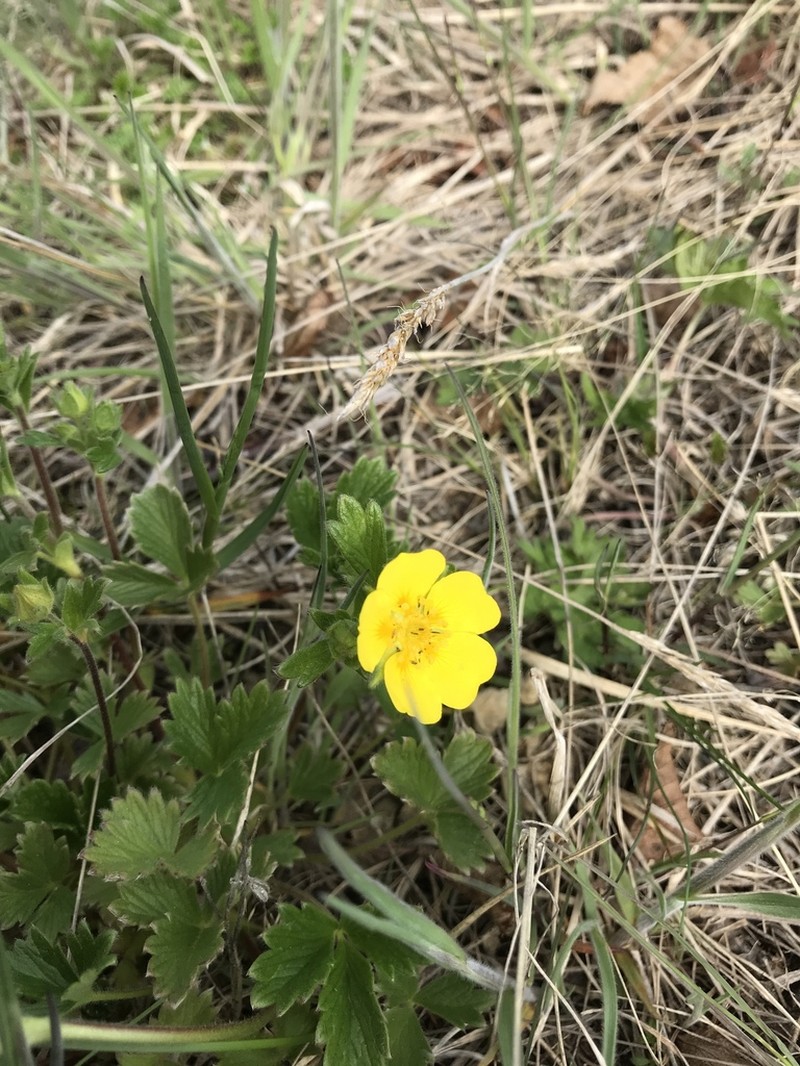 Strawberry Cinquefoil photo 5
