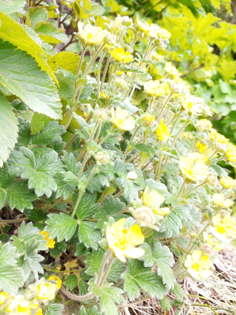 Strawberry Cinquefoil photo 6