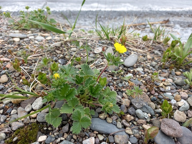 Strawberry Cinquefoil photo 7