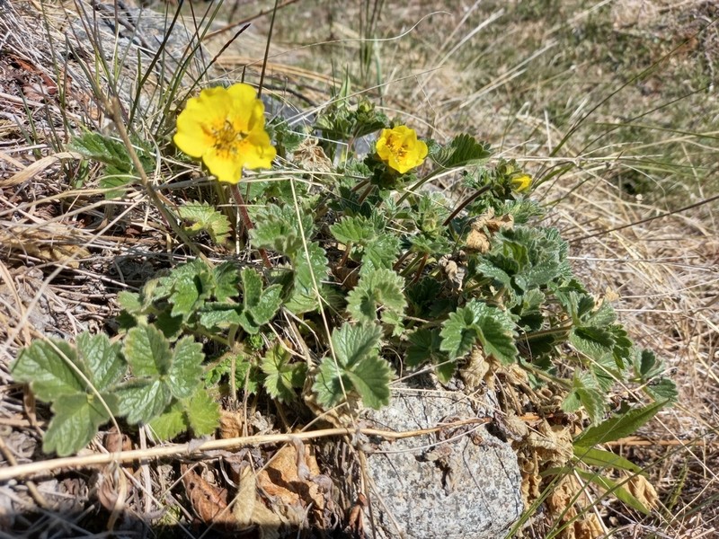 Strawberry Cinquefoil photo 8