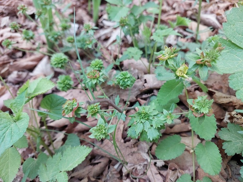 Potentilla freyniana