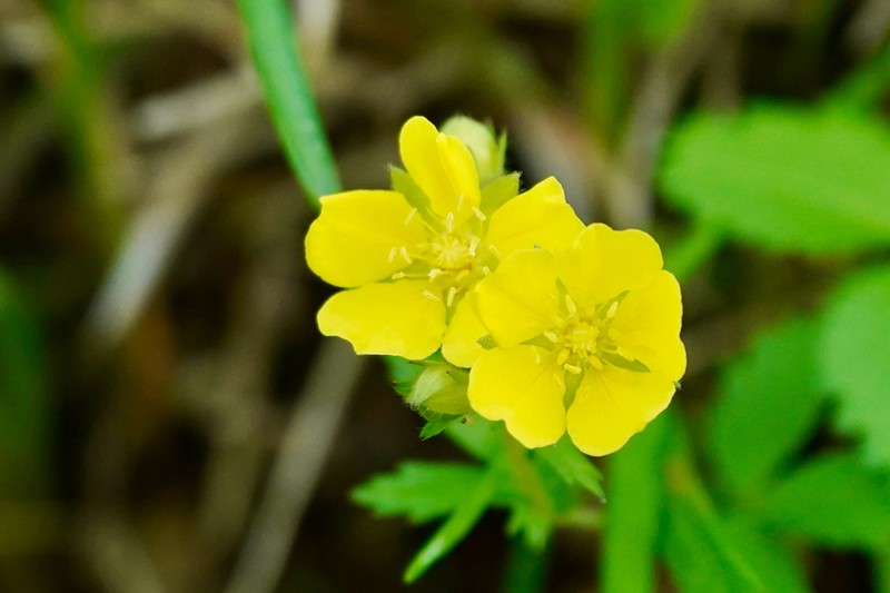 Potentilla freyniana photo 2