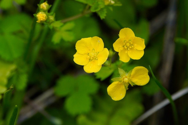 Potentilla freyniana photo 3