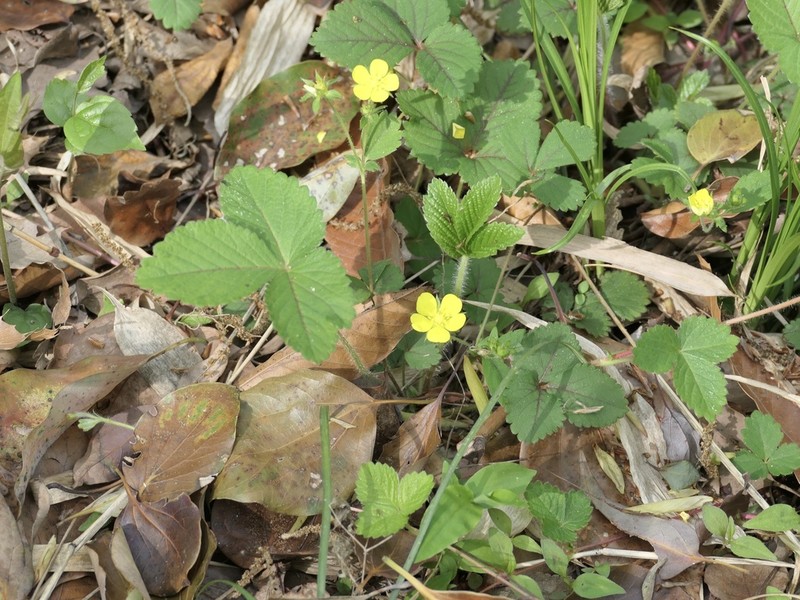 Potentilla freyniana photo 4