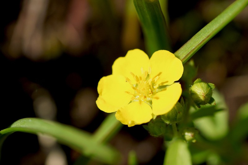 Potentilla freyniana photo 5