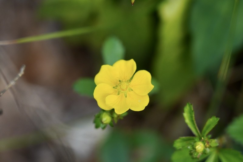 Potentilla freyniana photo 6