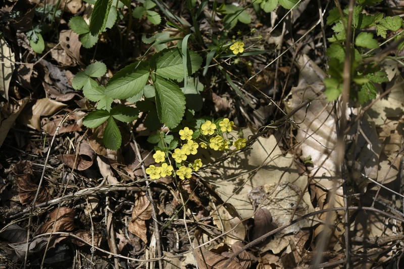 Potentilla freyniana photo 7
