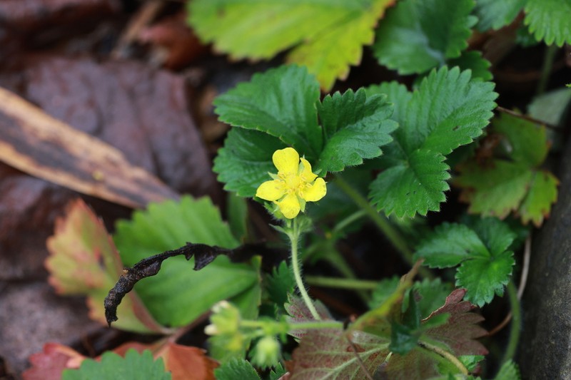 Potentilla freyniana photo 8