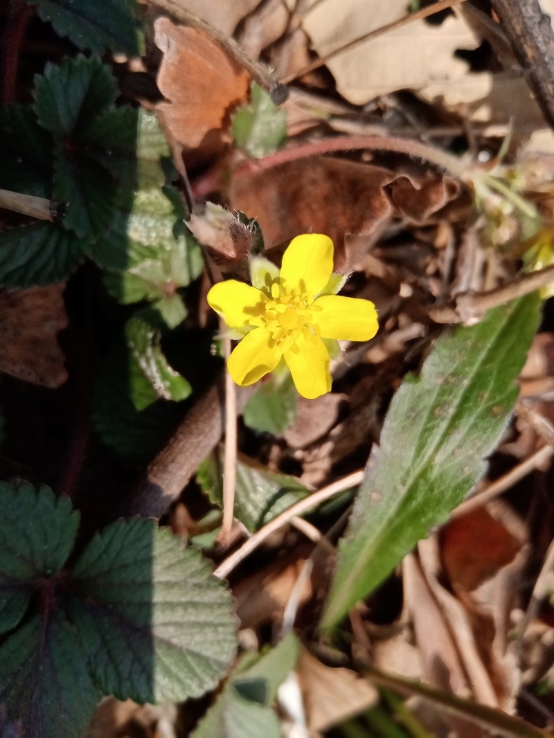 Potentilla freyniana var. sinica