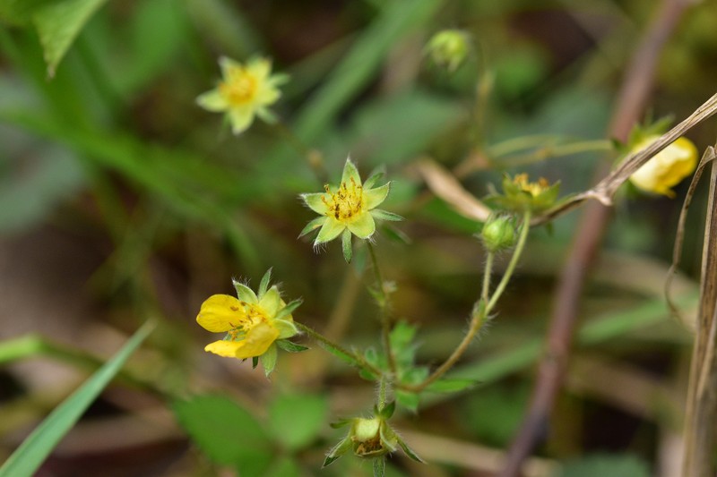 Potentilla freyniana var. sinica photo 2