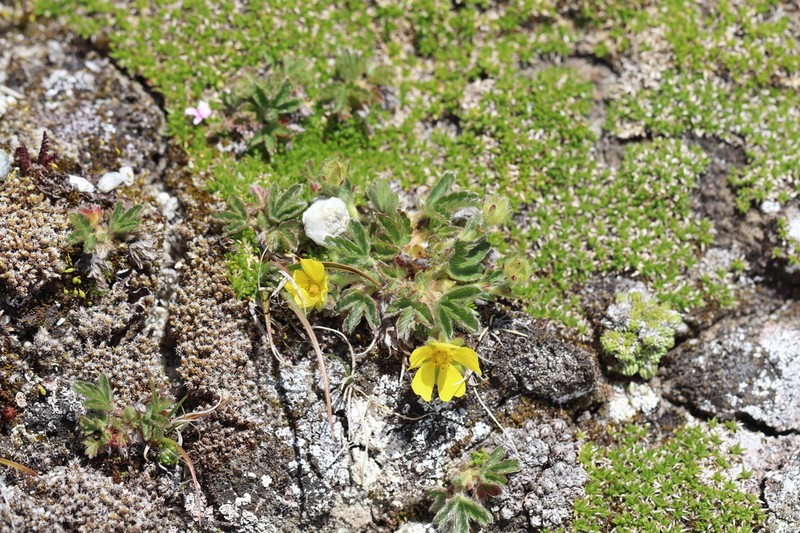Potentilla frigida