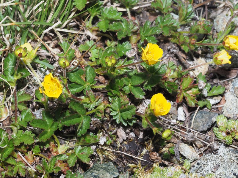 Potentilla frigida photo 2