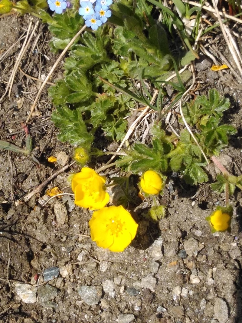 Potentilla frigida photo 3
