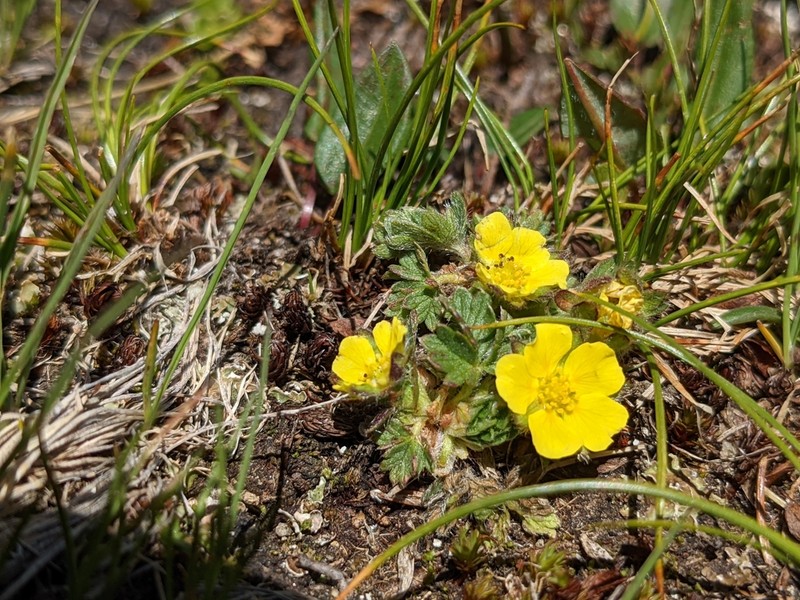 Potentilla frigida photo 4