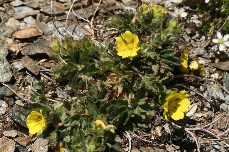 Potentilla frigida photo 5