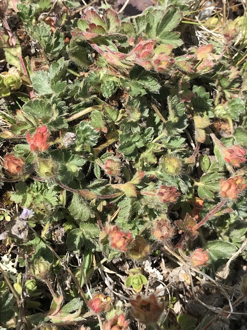 Potentilla frigida photo 6