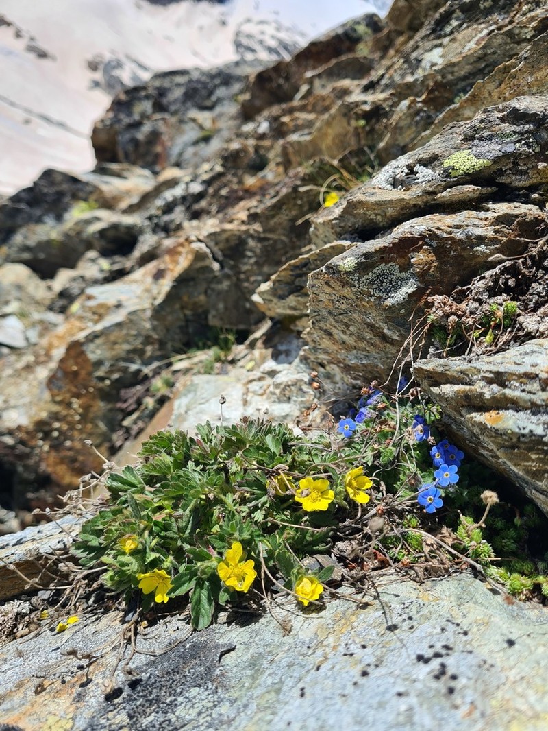 Potentilla frigida photo 7