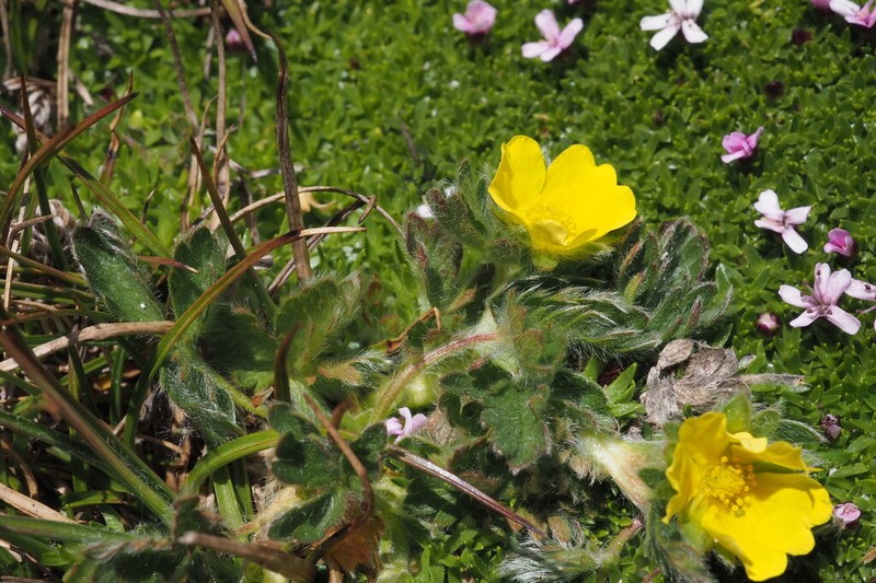 Potentilla frigida photo 8