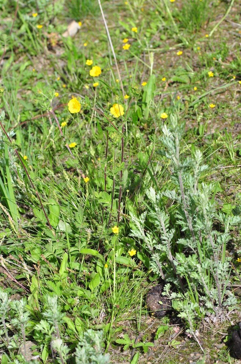 Potentilla fulgens