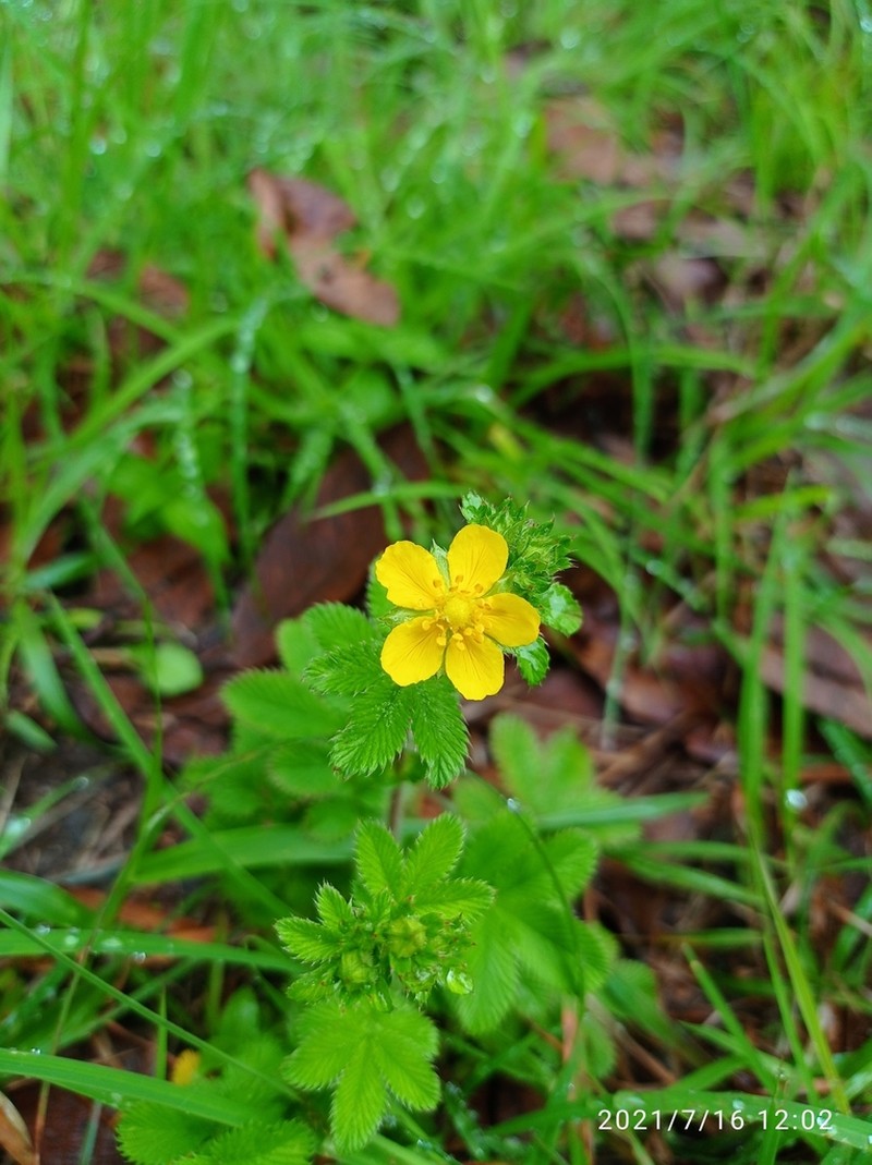 Potentilla fulgens photo 2