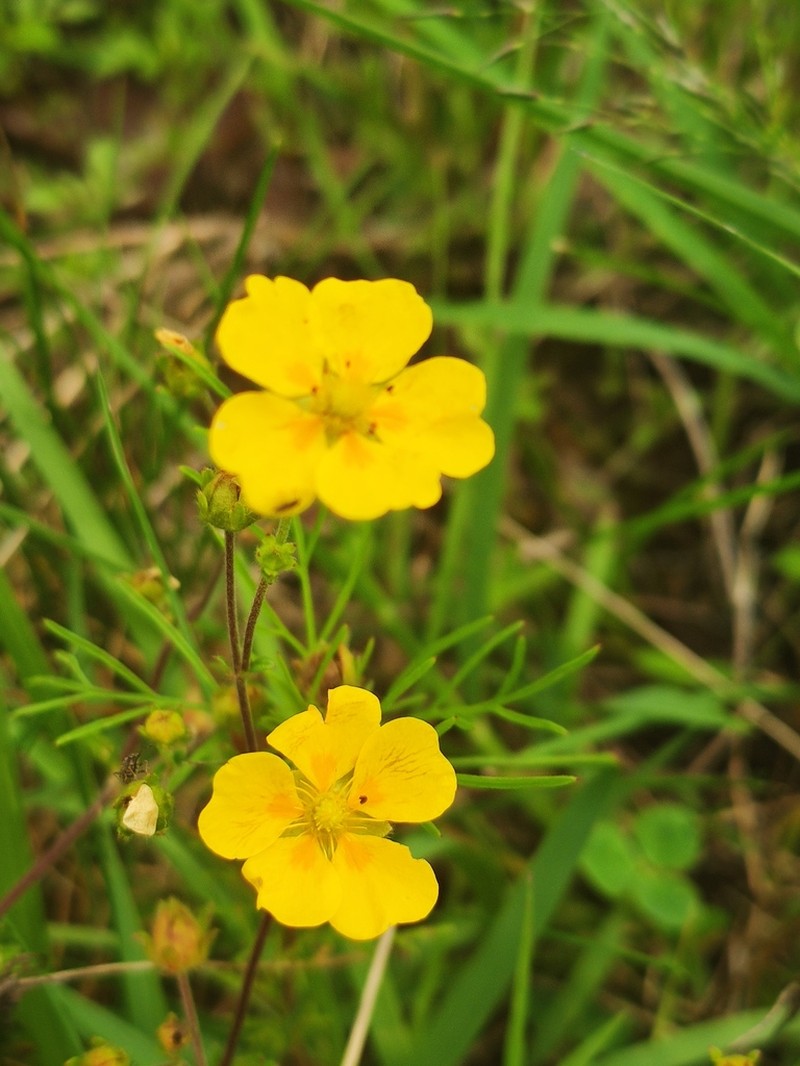 Potentilla fulgens photo 3