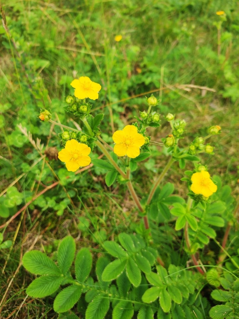 Potentilla fulgens photo 4