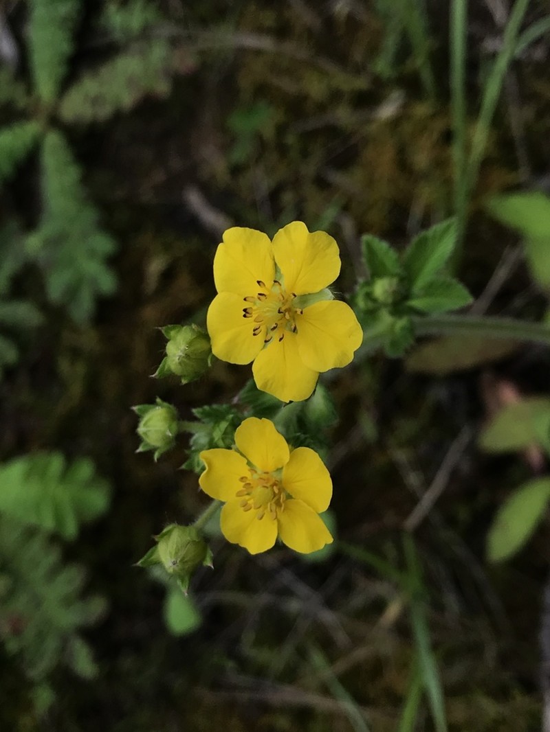 Potentilla fulgens photo 5